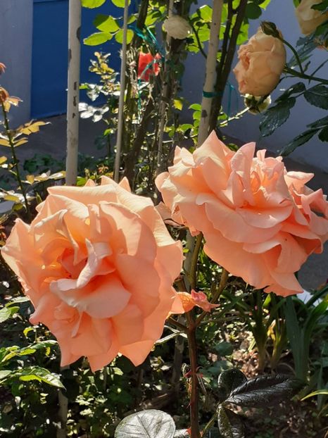  - 01 - TRANDAFIRI 2023