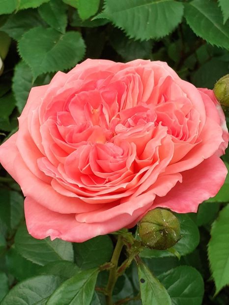  - 01 - TRANDAFIRI 2023