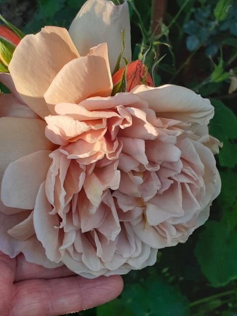  - 01 - TRANDAFIRI 2023