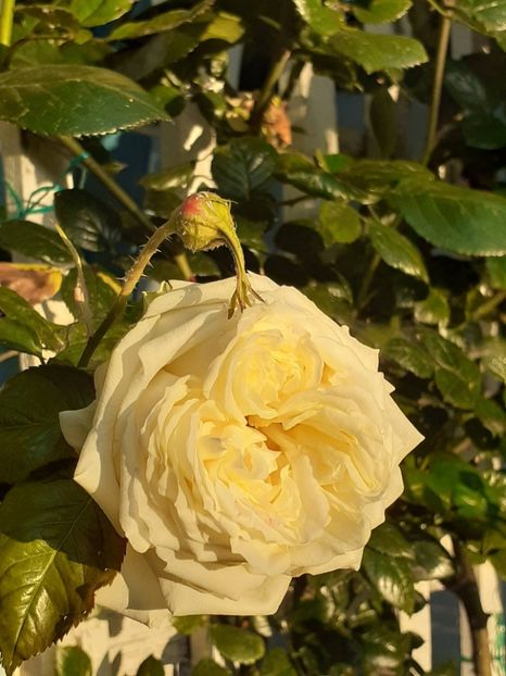  - 01 - TRANDAFIRI 2023