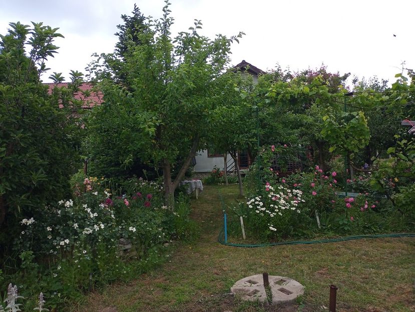  - Gradina si trandafirii 2023