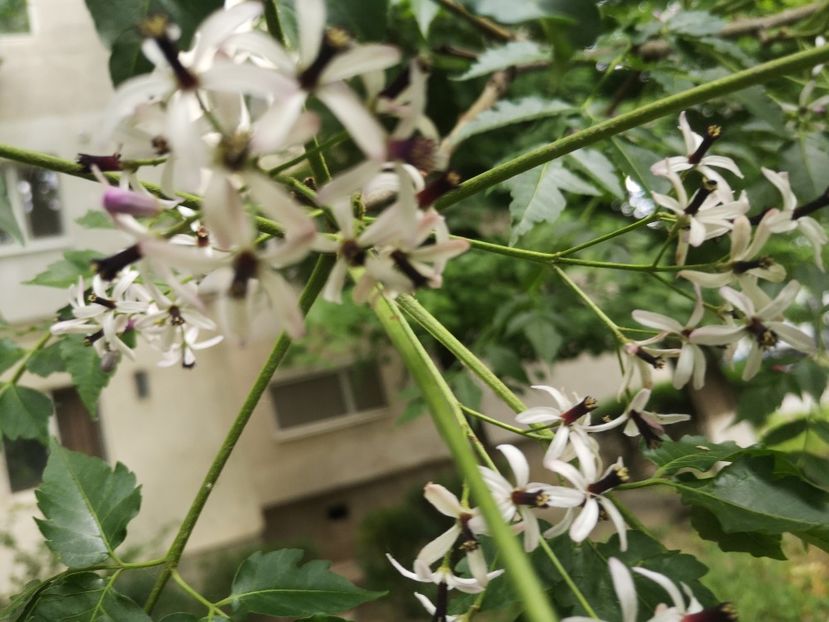 - arbori ornamentali 2023
