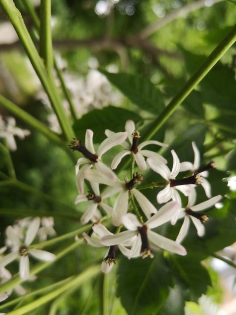  - arbori ornamentali 2023
