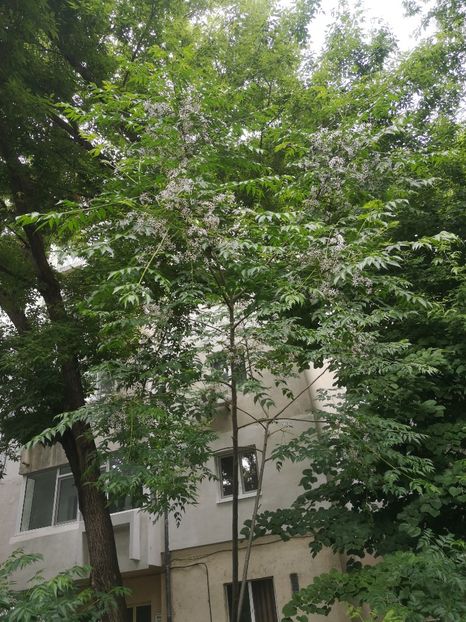  - arbori ornamentali 2023