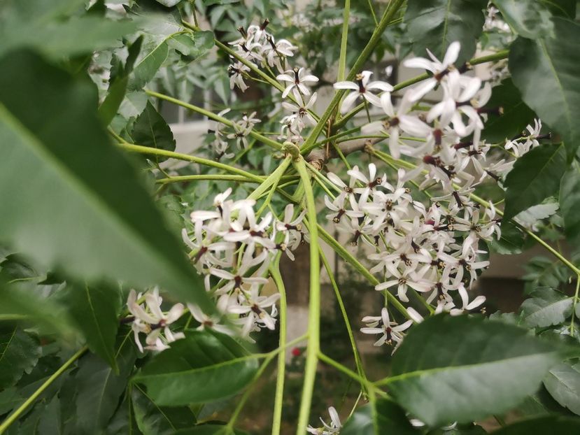 Chinaberry tree - arbori ornamentali 2023