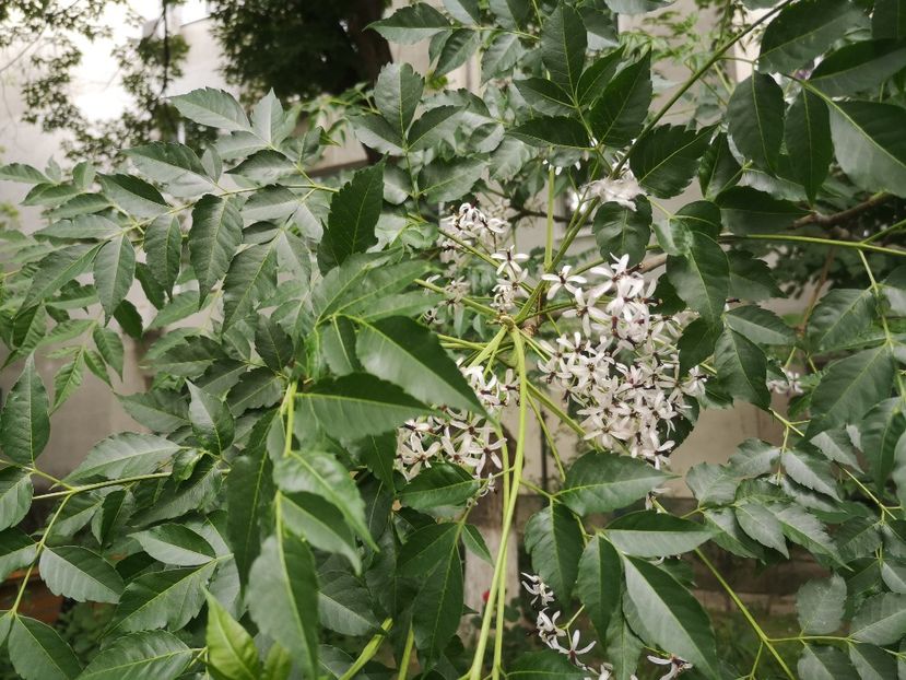  - arbori ornamentali 2023