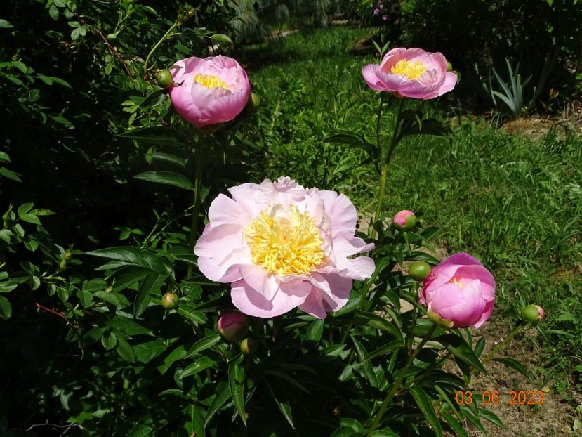Garden Lace - Irisi si bujori 2023