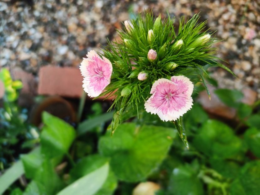 03.06.2023 - Grădina 2023 continuare 3