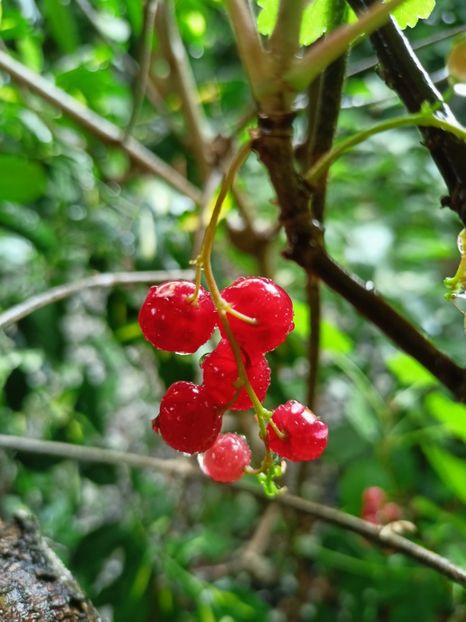 Coacăze roșii - Grădina 2023 continuare 3