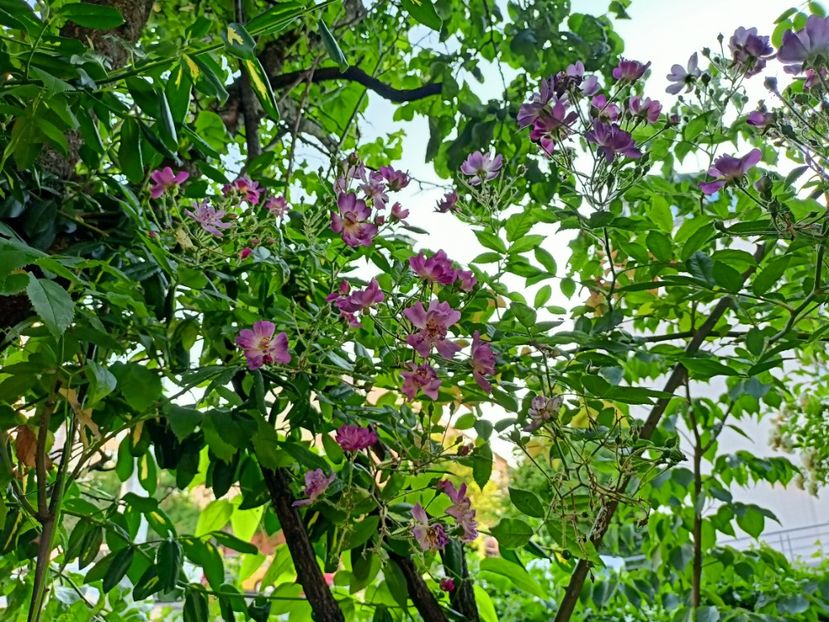 Vilchenblau - Grădina 2023 continuare 3