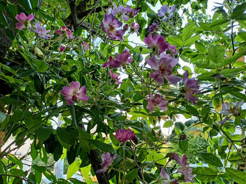  - Grădina 2023 continuare 3