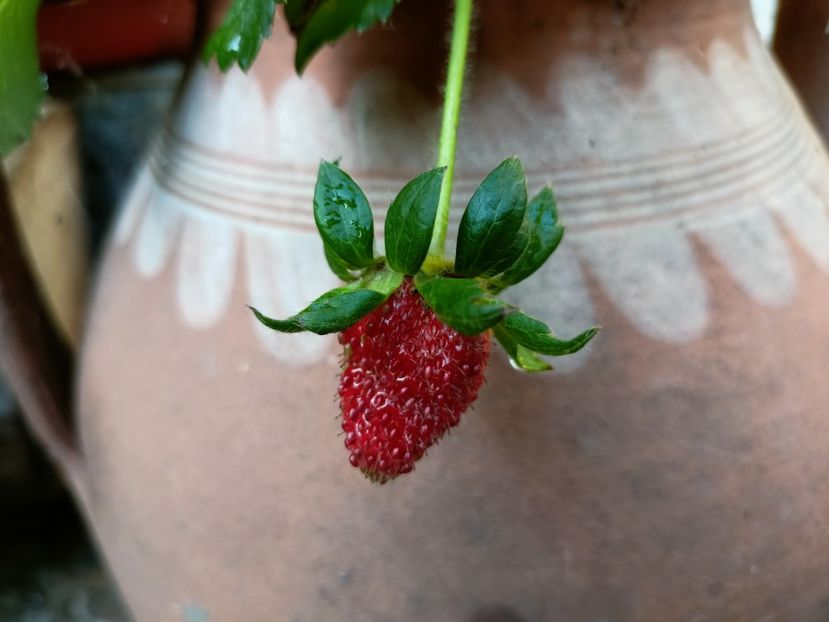 prima căpșunică - Grădina 2023 continuare 3