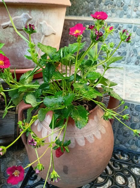  - Grădina 2023 continuare 3