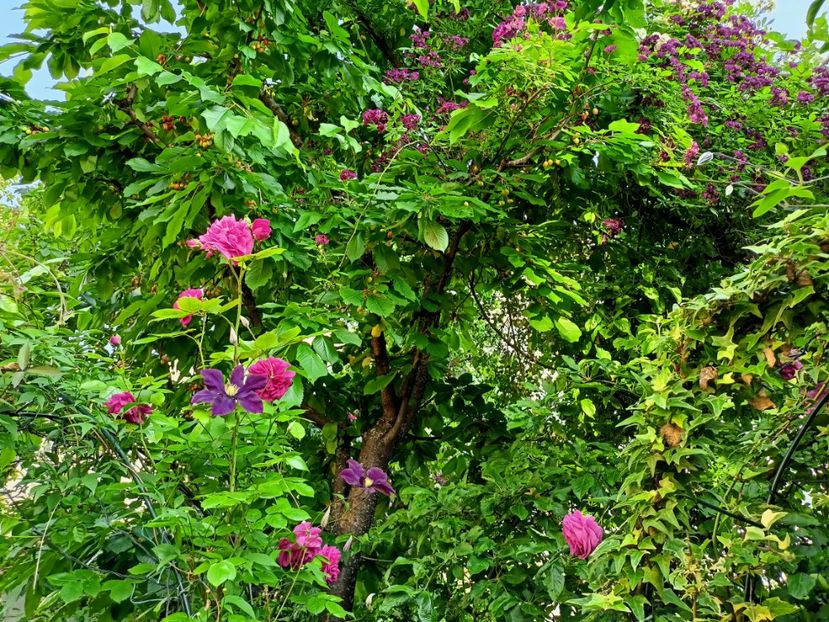  - Grădina 2023 continuare 3