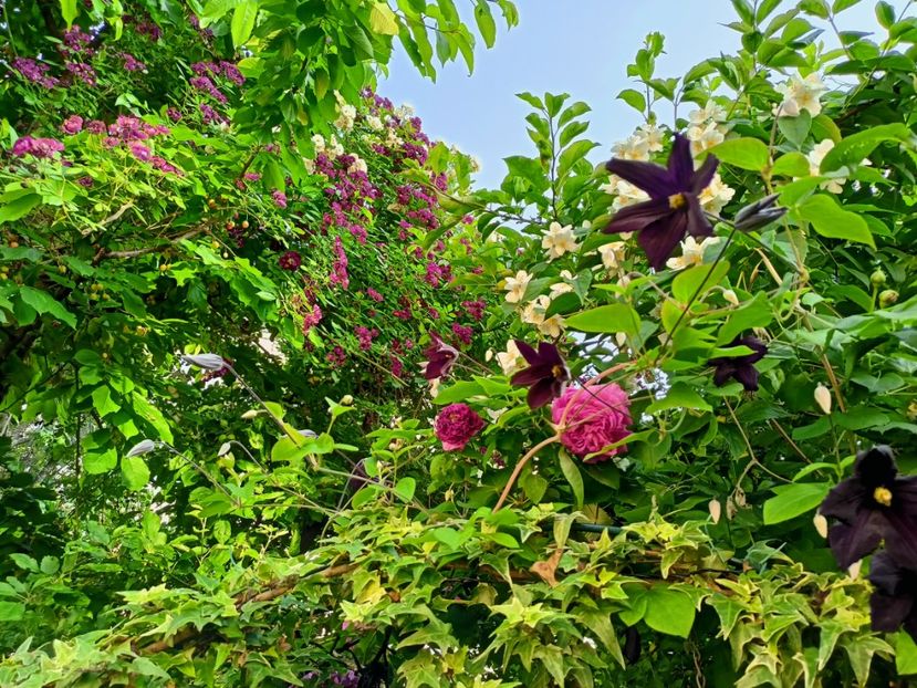  - Grădina 2023 continuare 3