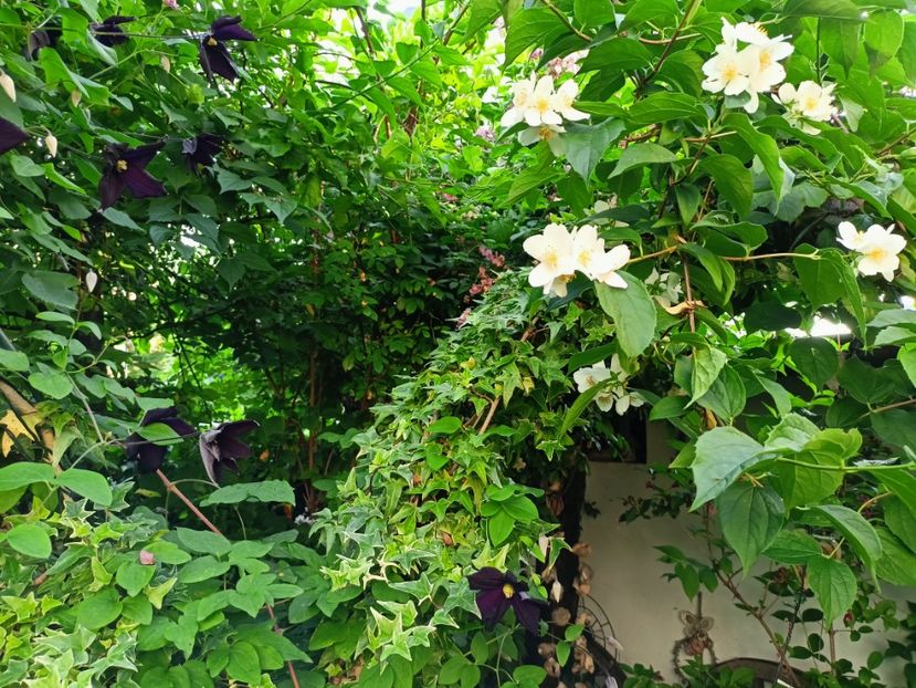 Iasomie și Romantika - Grădina 2023 continuare 3