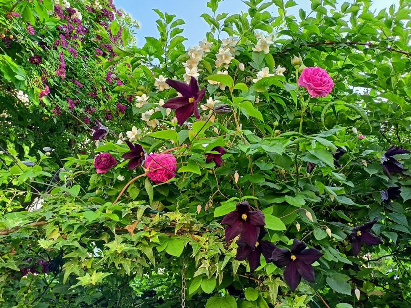  - Grădina 2023 continuare 3