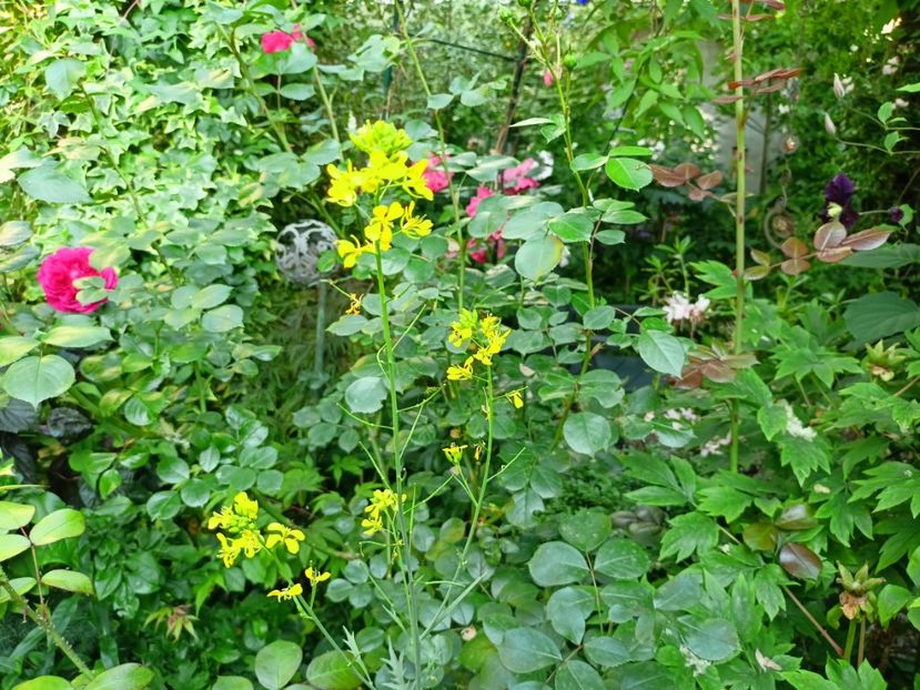  - Grădina 2023 continuare 3