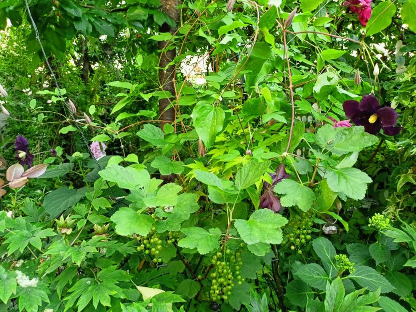 Niobe - Grădina 2023 continuare 3