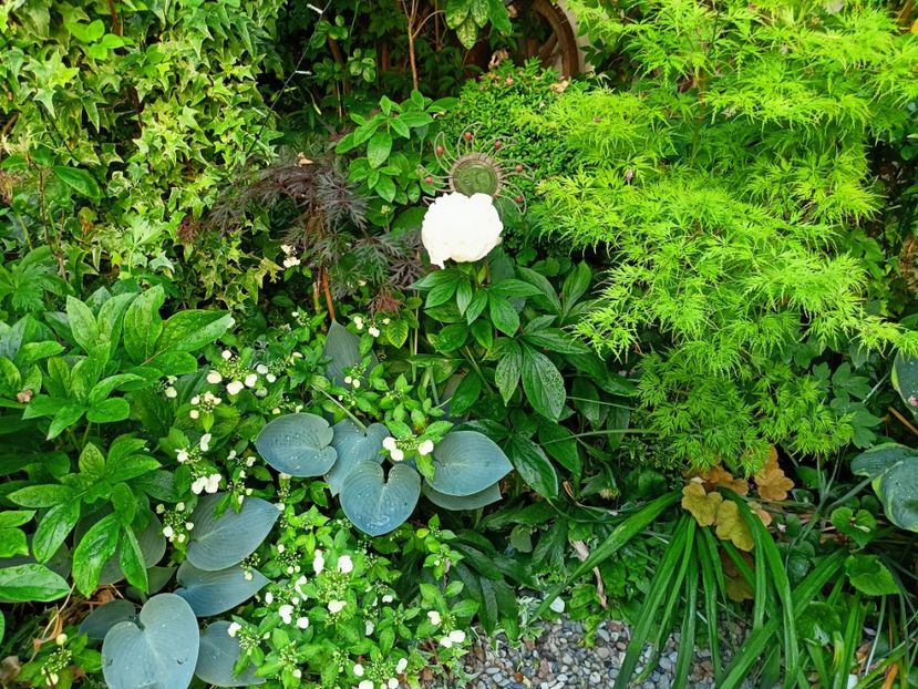 Runaway Bride - Grădina 2023 continuare 3