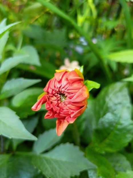  - Grădina 2023 continuare 3