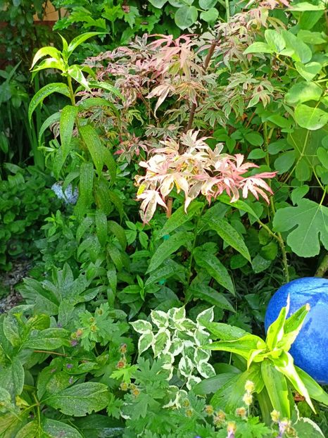  - Grădina 2023 continuare 3