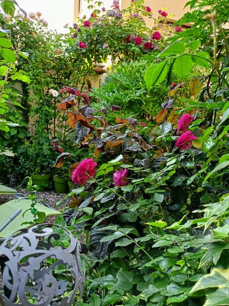  - Grădina 2023 continuare 3