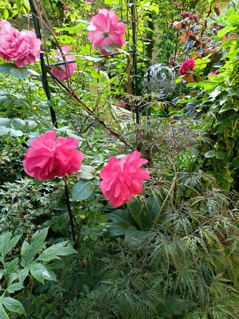 Rosarium Uetersen - Grădina 2023 continuare 3