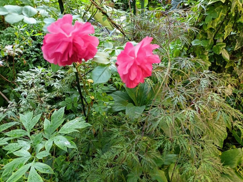 Rosarium Uetersen - Grădina 2023 continuare 3