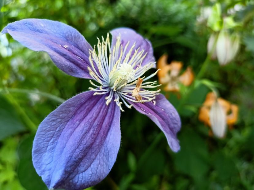 Arabella - Grădina 2023 continuare 3