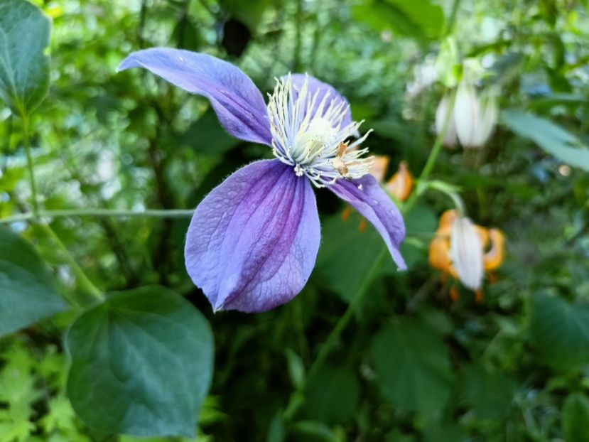  - Grădina 2023 continuare 3