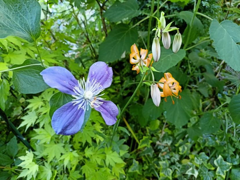  - Grădina 2023 continuare 3