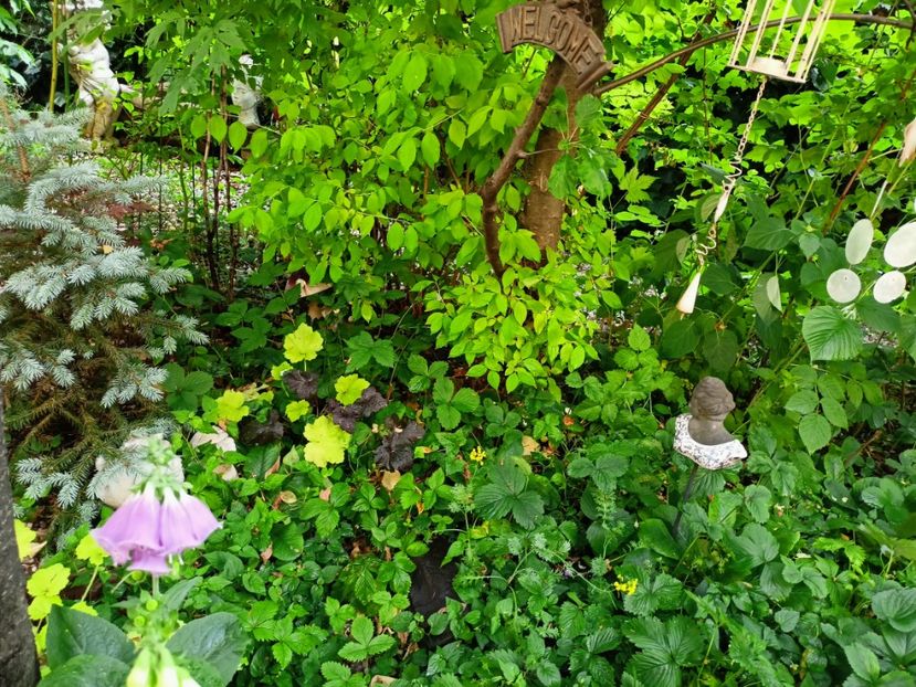  - Grădina 2023 continuare 3