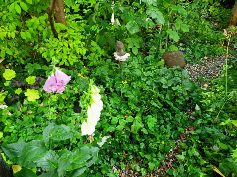  - Grădina 2023 continuare 3