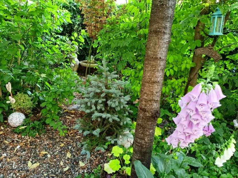  - Grădina 2023 continuare 3