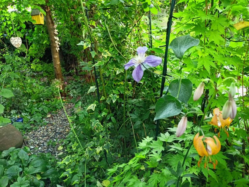  - Grădina 2023 continuare 3