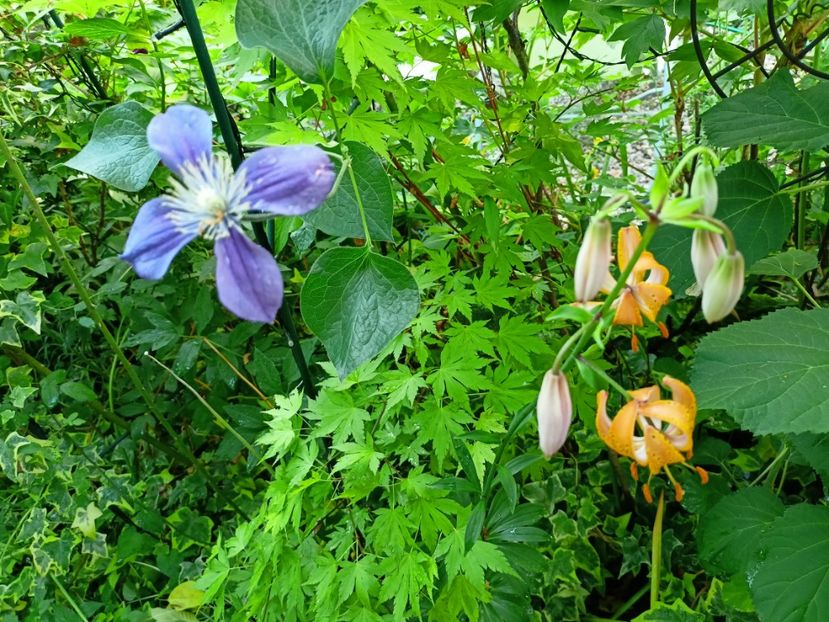  - Grădina 2023 continuare 3