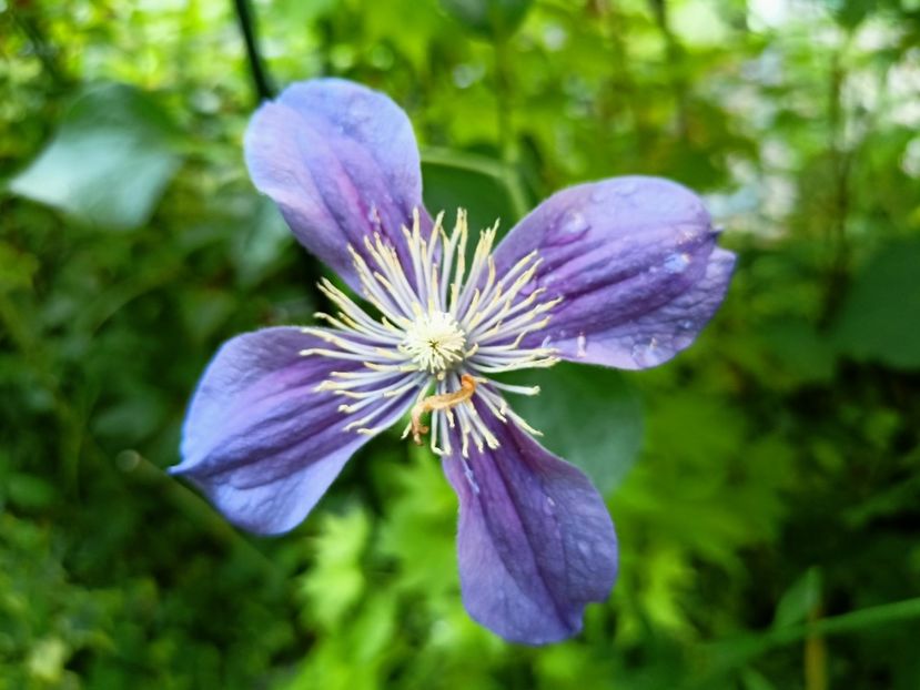 Arabella - Grădina 2023 continuare 3