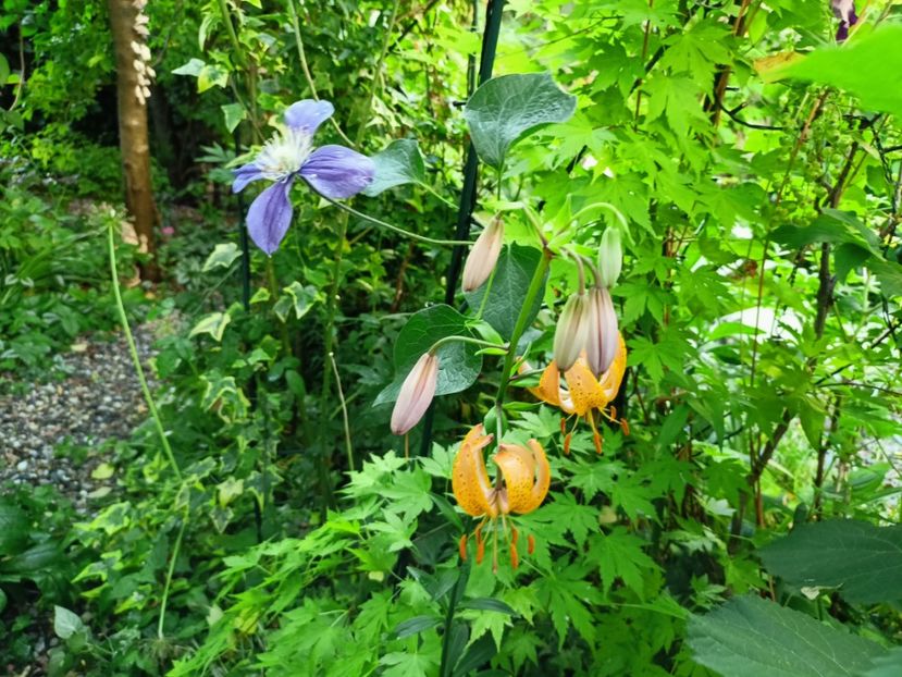  - Grădina 2023 continuare 3