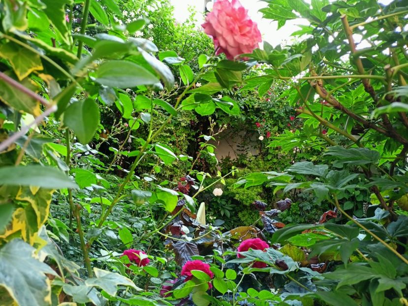  - Grădina 2023 continuare 3