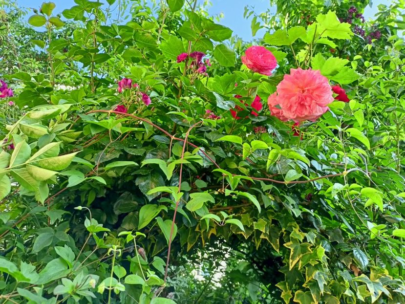  - Grădina 2023 continuare 3