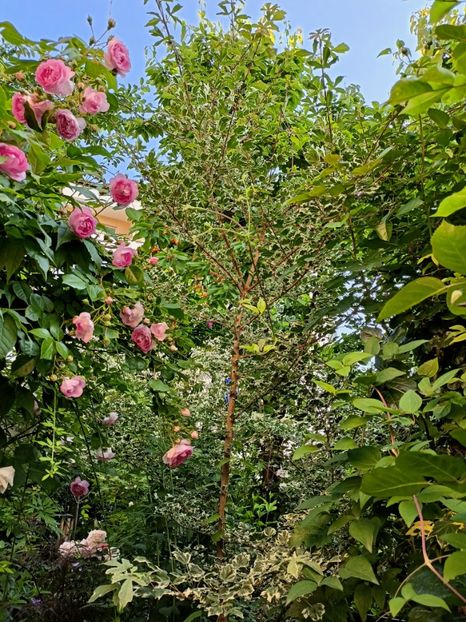  - Grădina 2023 continuare 3