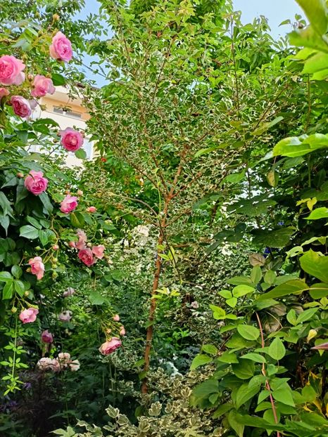  - Grădina 2023 continuare 3