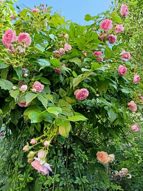 Jasmina și Leander - Grădina 2023 continuare 3