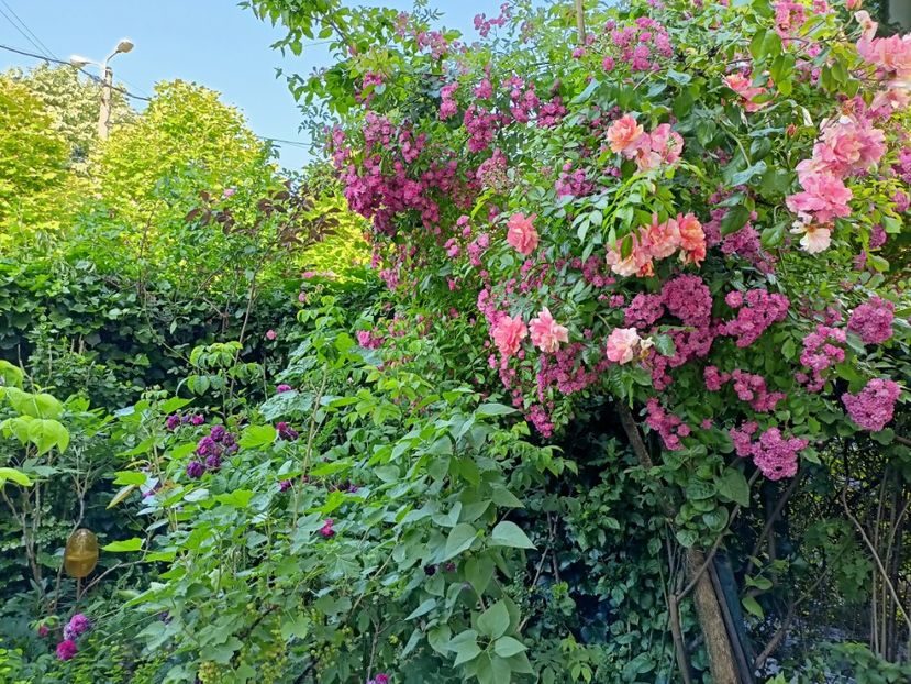  - Grădina 2023 continuare 3