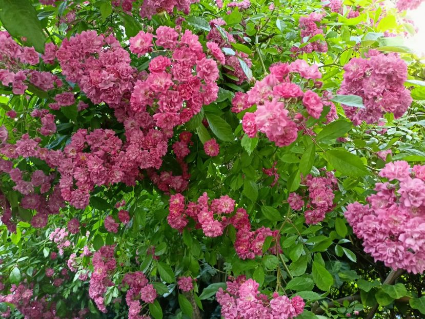 Excelsa - Grădina 2023 continuare 3