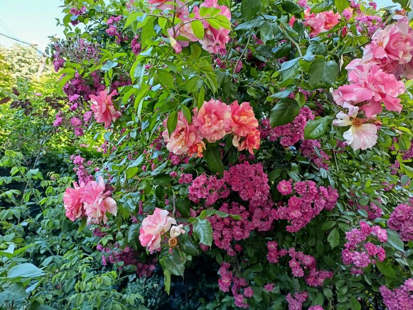 Sorbet Fruite și Excelsa - Grădina 2023 continuare 3