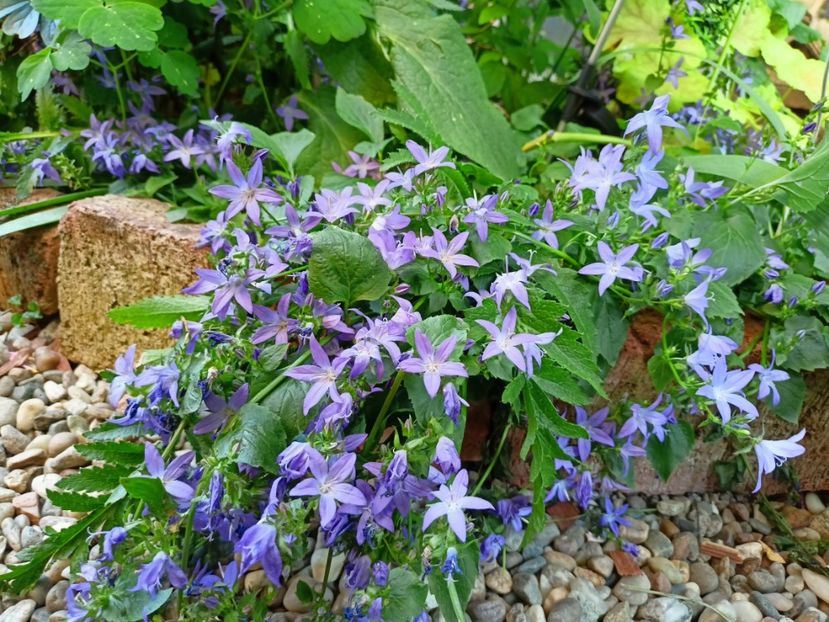 Campanula poscharskyana - Grădina 2023 continuare 3
