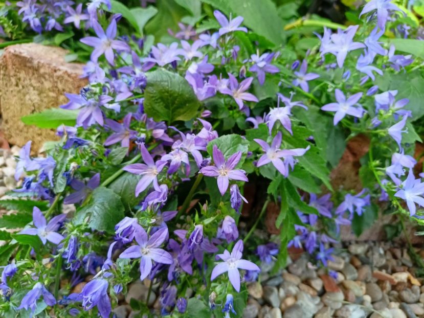 Campanula poscharskyana - Grădina 2023 continuare 3