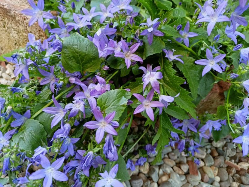  - Grădina 2023 continuare 3